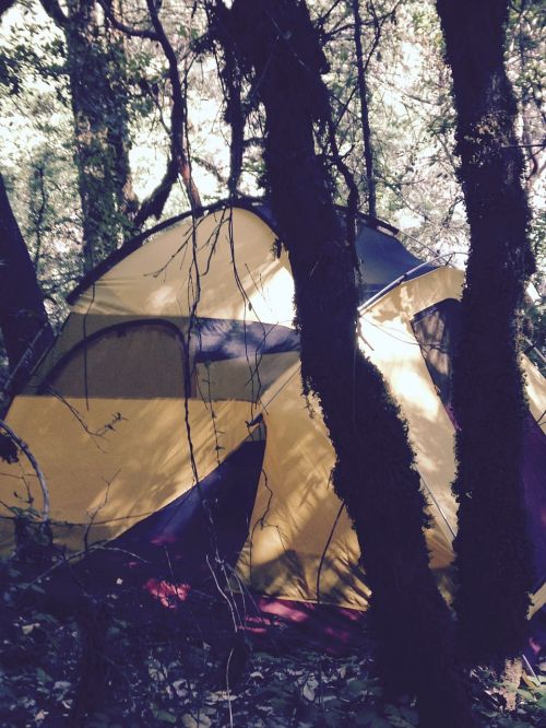 tent camping woods