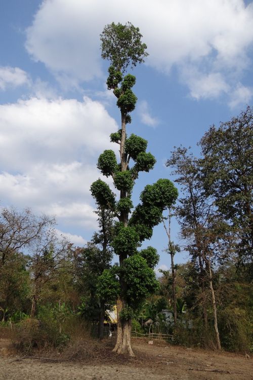 terminalia tree tall