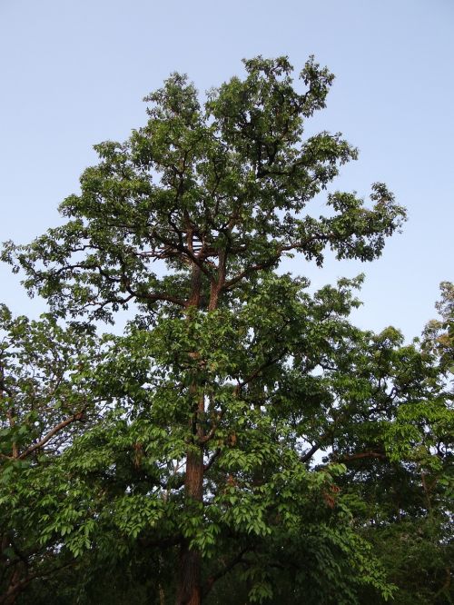 terminalia arjuna arjuna arjun tree