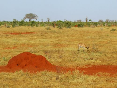termite termite hill savanna