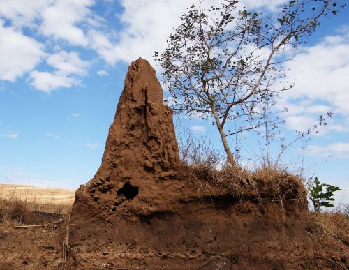 termite hill termites termite mound