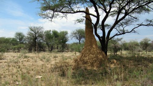 termites termite hill construction