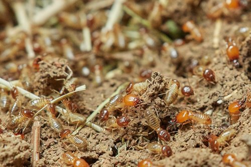 termites  nature  food