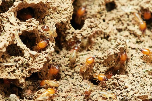 termites  nature  food