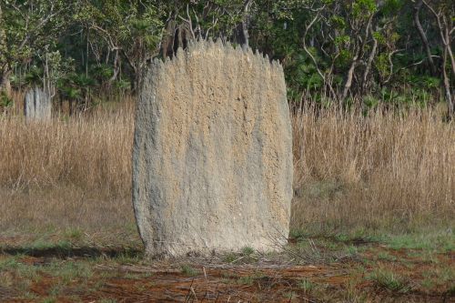 termites nest nature