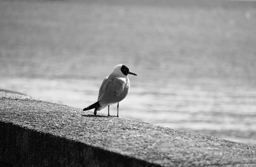 tern seagull bird