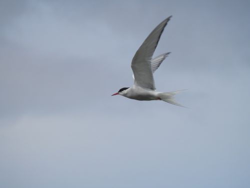 tern bird sea