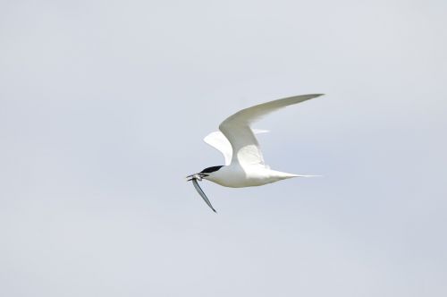 tern bird holland