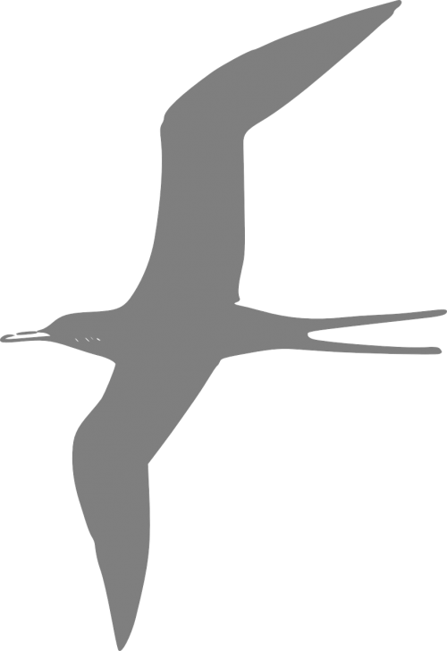 tern bird avian