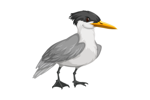 tern  bird  wildlife