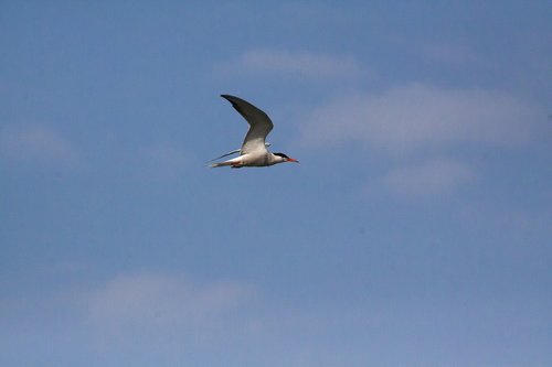 tern  bird  nature