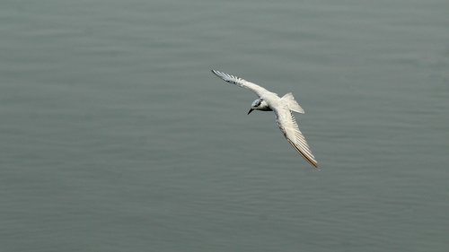 tern  whiskered  bird