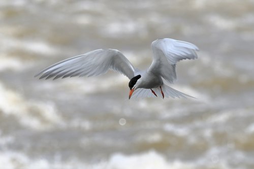 tern  common tern  birds
