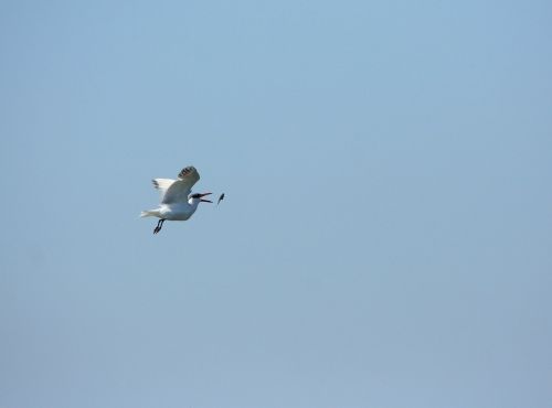 tern water bird flying