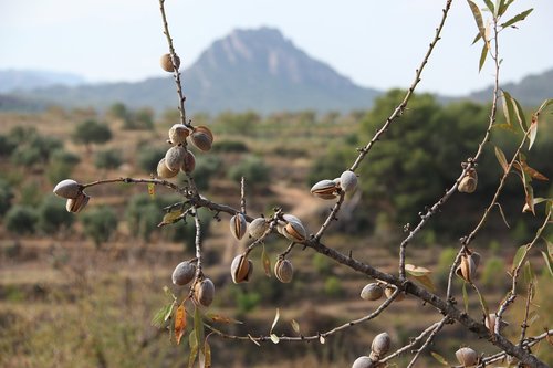 terra-high  almond trees  landscape