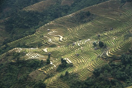 terraces  scenery  sơnla