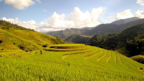 terraces  rice field  terrace