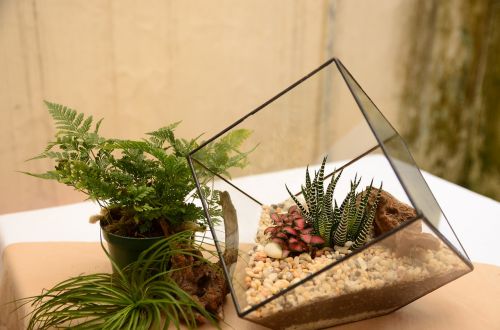 terrarium tree geometric