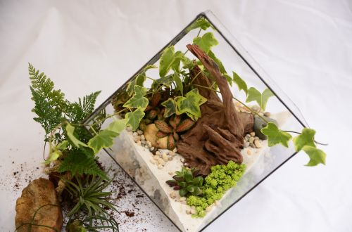 terrarium tree geometric