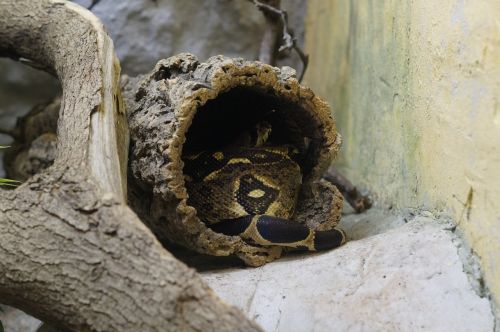 terrarium snake hidden
