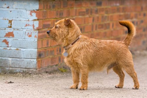 terrier mixed breed mongrel