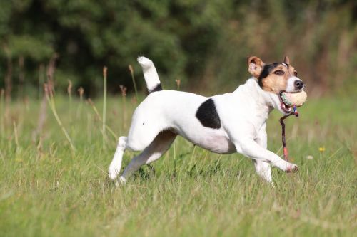 terrier dog pet