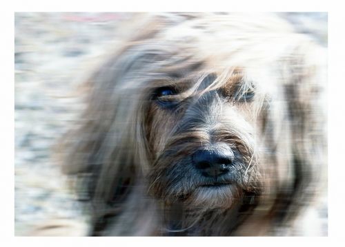 terrier canine tibetan terrier