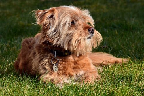 terrier meadow grass