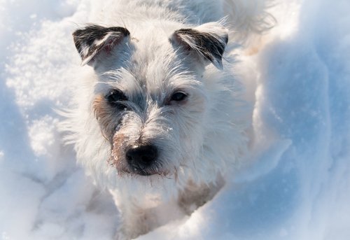 terrier  dog  snow