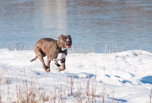terrier  dog  snow
