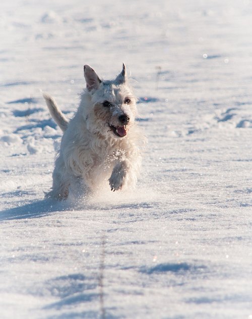 terrier  snow  winter