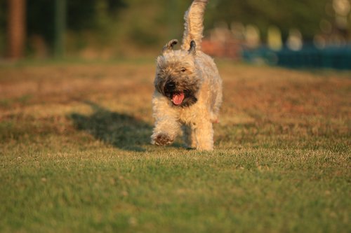 terrier  dog  running