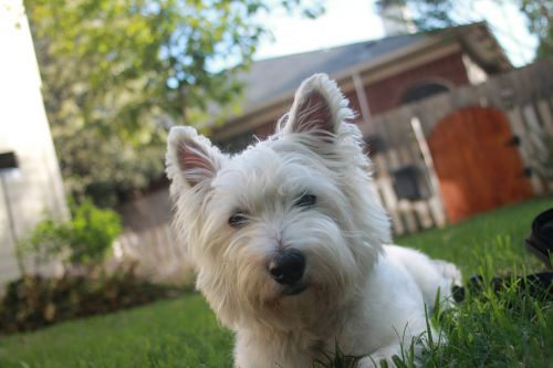 terrier white dog