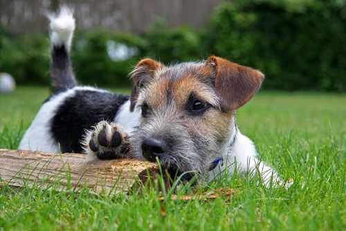 terrier dog meadow