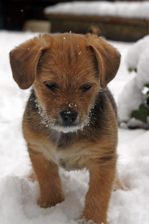 Terrier Puppy In The Snow