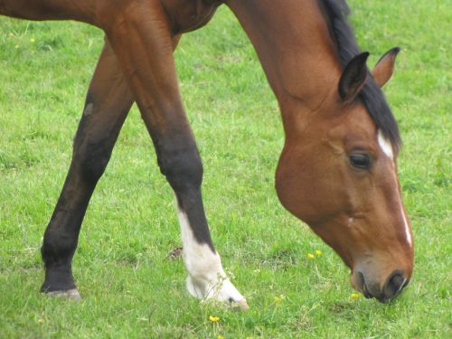 Head Horse In The Meadow