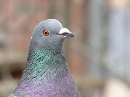 Head Pigeon