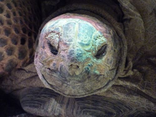 Head Tortoise