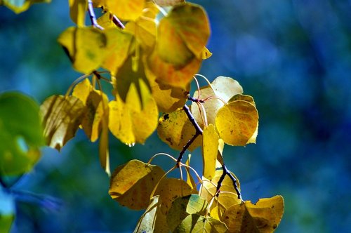 teton autumn leaves  leaves  forest