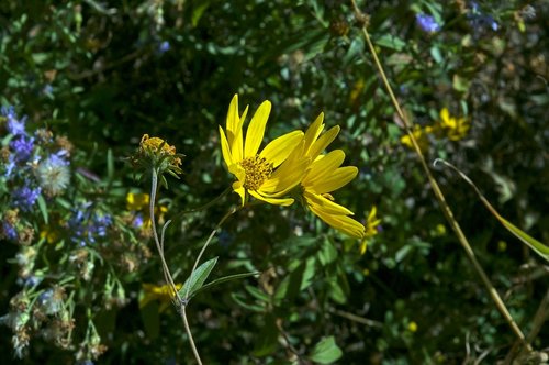 teton sunflower  grand teton national park  blossom