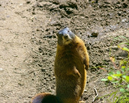 teton yellow-bellied marmot  rock chuck  animal