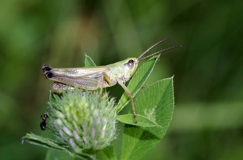 tettigonia viridissima green insect