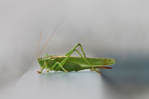 tettigonia viridissima viridissima grasshoppers