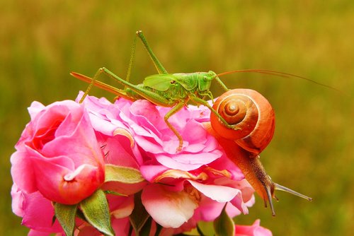 tettigonia viridissima  insect  molluscs