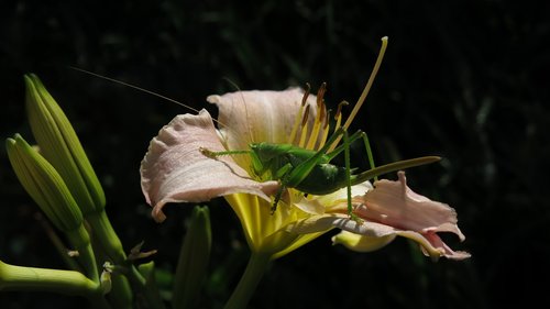 tettigonia viridissima  tettigoniidae  female larva