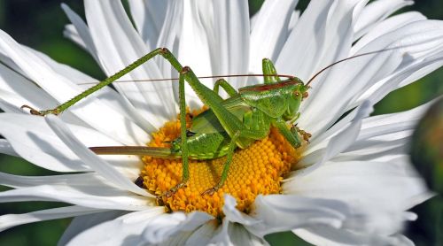 insect nature live