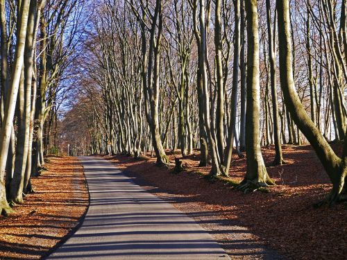 teutoburg forest forest path beech wood