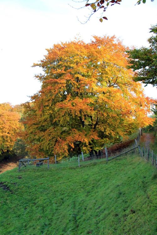 teutoburg forest autumn tree