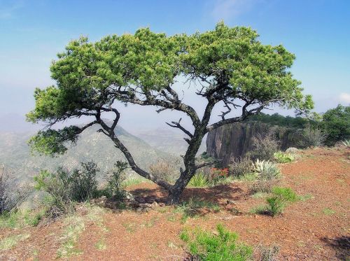 texas landscape scenic