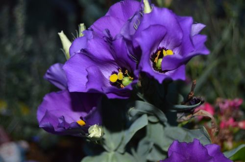 texas bluebell lisianthus